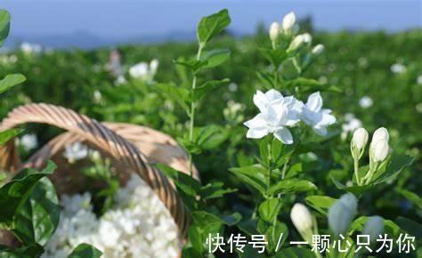 养花试试这款,开花时的香味,真的很醉人