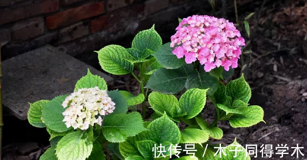 扦插|4种漂亮花,越老越没用,开花少长得丑,赶紧扦插几盆备用