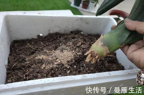 君子兰烂的“光秃秃”别扔,插进这里,又会长满新根,开满花