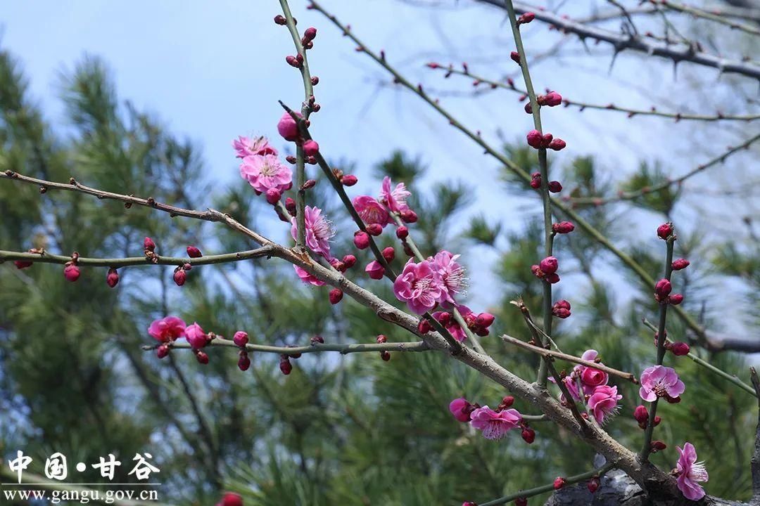 【春日印象】甘谷：梅花盛开春意闹