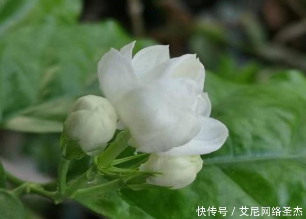 茉莉花僵苗怎么办？2个“动作”改过来，新芽又窜满，开花开不停