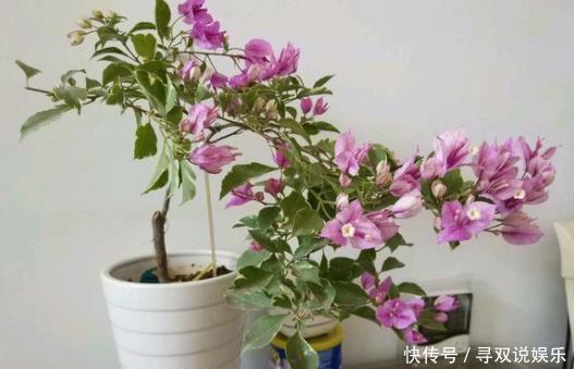 家里的“2个”地方,别再“养花”了,养了也得搬走