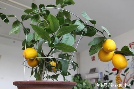 叶绿|盆栽柠檬养不好？记住它有“4怕”，避免才能叶绿结果多
