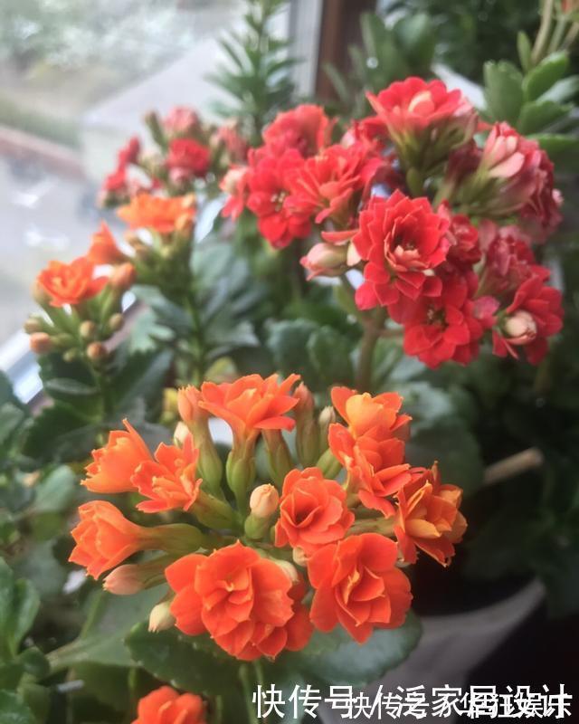 花卉|养了10年花，才知道鸡蛋壳这么处理后，不生虫、肥效足，养啥旺啥