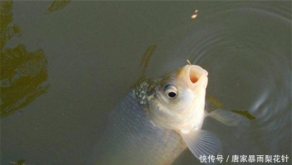 钓法|初冬正出大板鲫,这种钓法更具优势,聚鱼速度快,鱼儿咬钩猛!