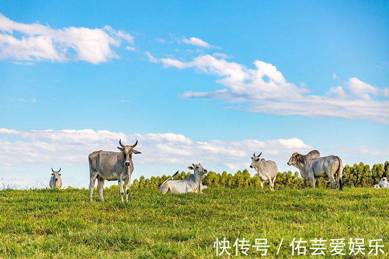 贵人|属牛人到了11月中旬天降贵人相助，事业生活双丰收