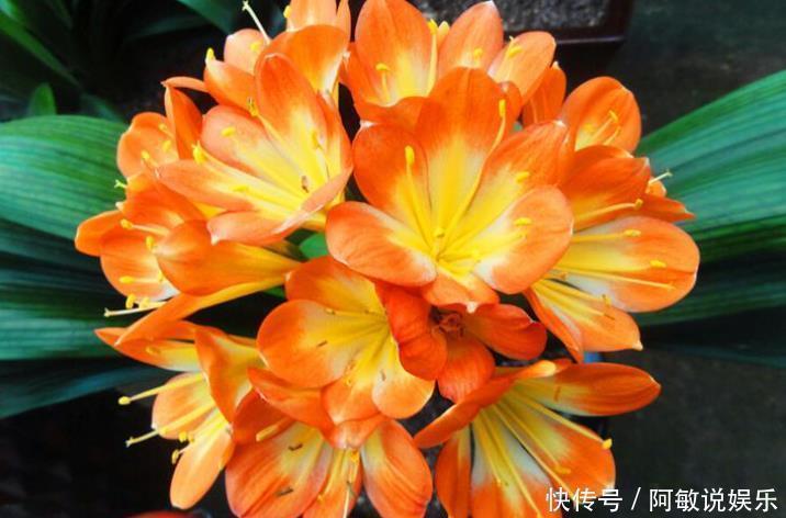 花芽|你养的君子兰开花了吗?多做4个“小动作”,想要开花很简单