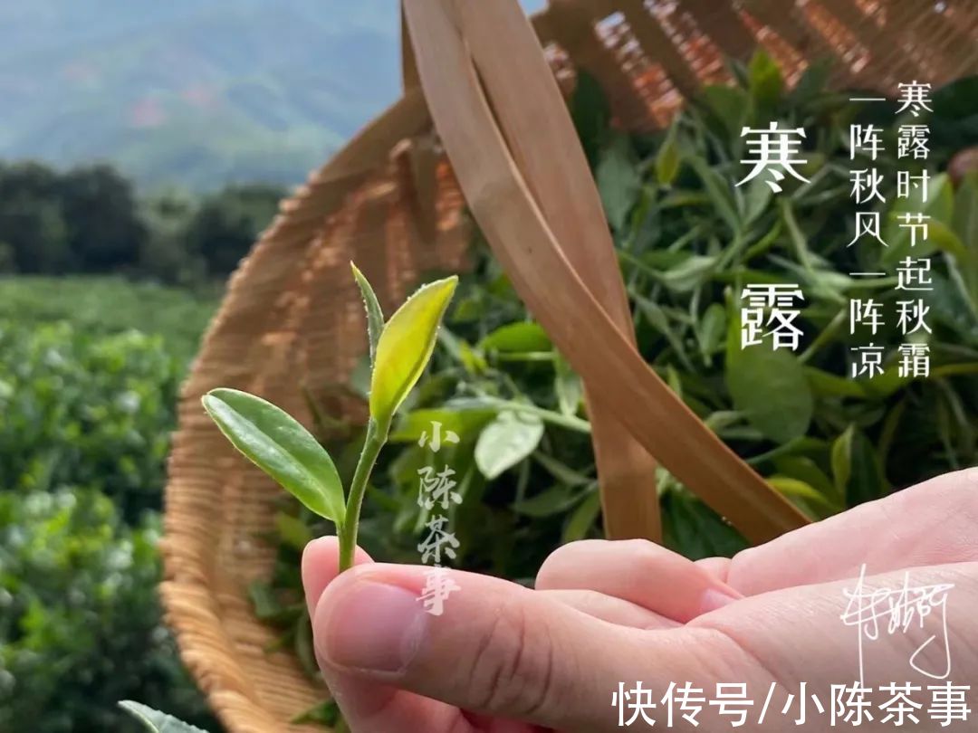 茸毛#白茶的冲泡，从白毫银针、白牡丹，到寿眉，都需要用低温水吗？