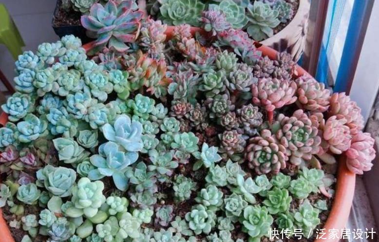 冬天养多肉,温度合适别闲着,叶插发芽欢乐多,长成仔仔多快乐!