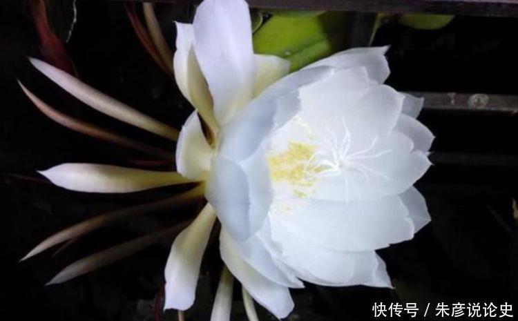 养花试试此几款，花量超大的，天气越热，开花越美