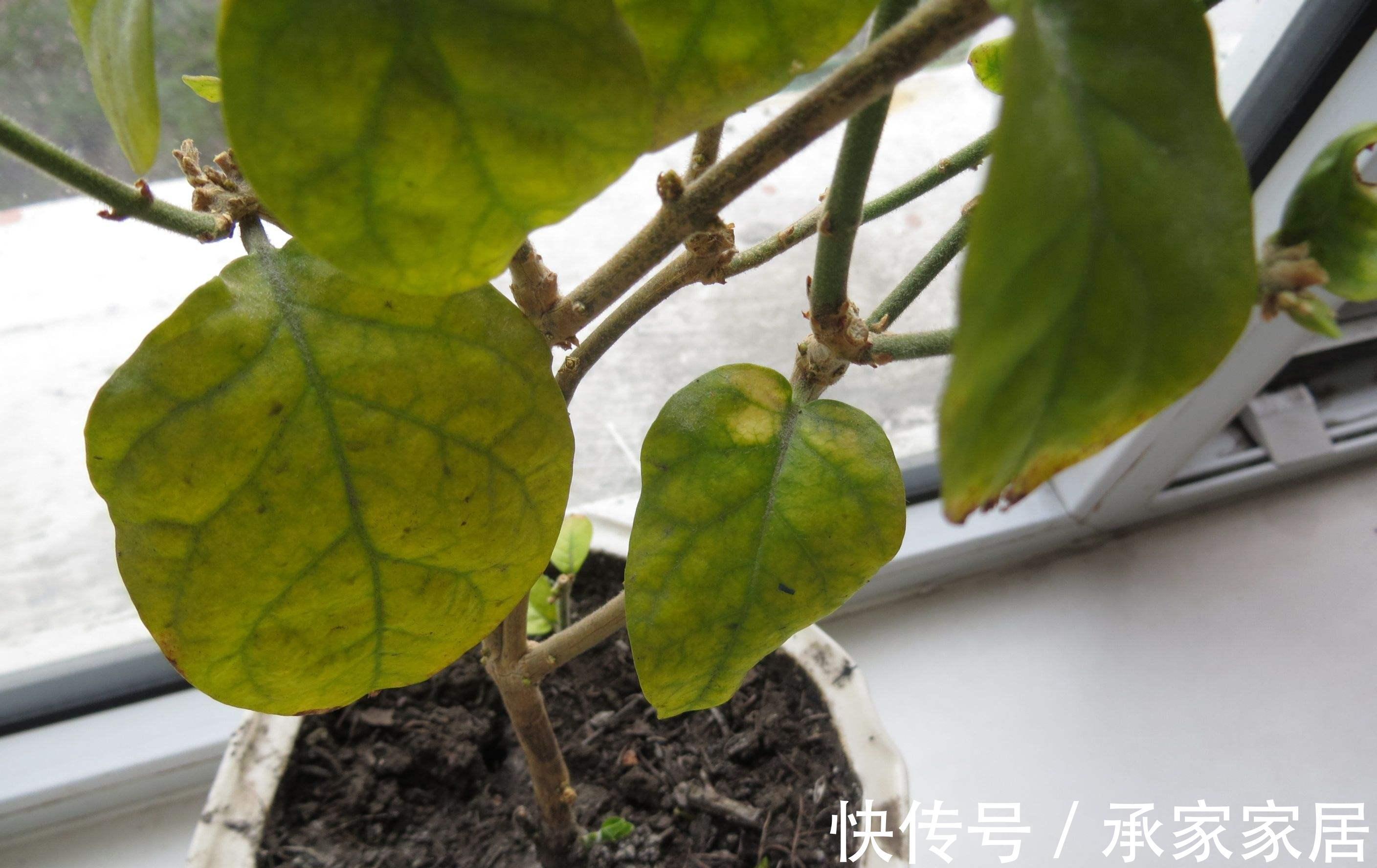 秋天养茉莉?进入“虚弱期”,养壮是关键,明年开花翻一倍