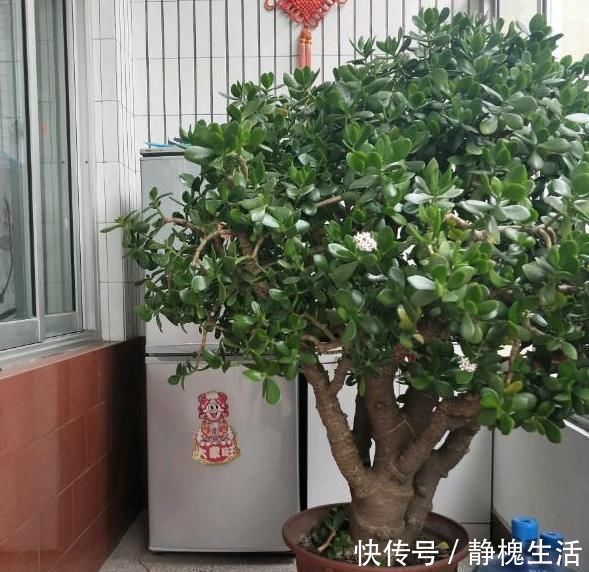 水分配比|马齿苋摇身一变成“金枝玉叶”,花友1年养成老桩,高价都不卖