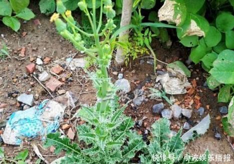 乡下浑身是刺的野草,过去当杂草砍除,如今是上好野菜,不看吃亏