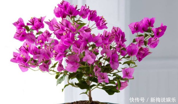  养花|养花就养这5种，一年可以开多次，关键是皮实又好养！
