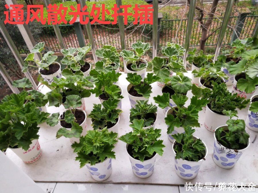 抗病、不招虫的天竺葵，屋里养一盆，开花一茬接一茬