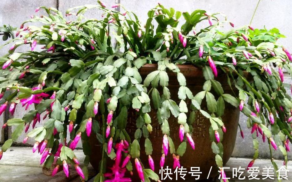 带苞的蟹爪兰,刚买回家就变“徒”该怎么办?趁早调控这些细节