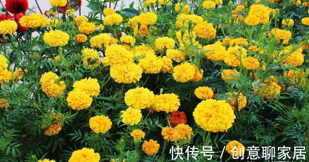 凤仙花|10种花开完不要剪,等20天之后,1盆变多盆