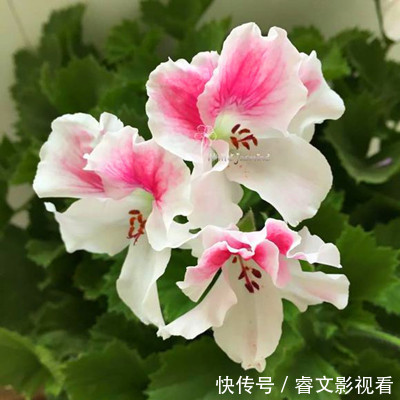 阳台种了30多种天竺葵,美不胜收,客人来了都舍不得走