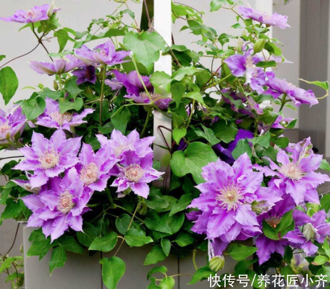 好多人喜欢养铁线莲，教你“爆花”小秘诀，一定不能“太抠”