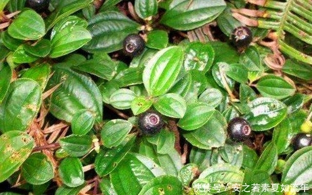 野生|农村这种野果,以前的人们拿来泡酒,其实它还是一种很好的药材