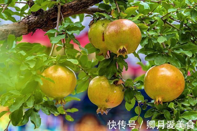 牡丹花|家有五树,儿孙都富!有院子建议栽5种树,看花,收果,寓意吉利