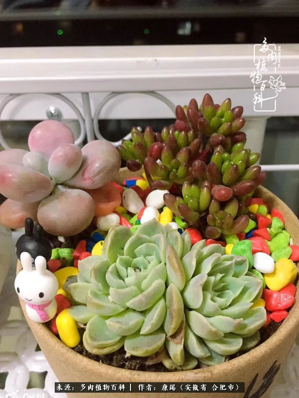 养肉之路,道阻且长,累的是身体,净的是心灵!