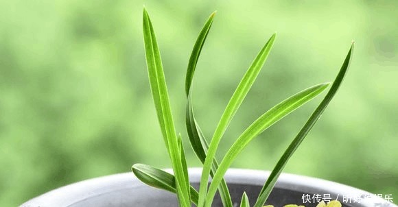 老头|单苗老头兰花从发芽到开花要5年,这么做可以缩短一半时间