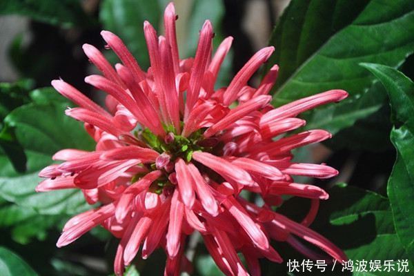 花开花时娇柔美艳,象征着爱慕的心,和生活之中细腻的感情