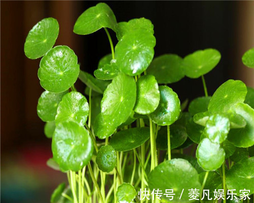 妙招|铜钱草叶子不圆润教你养护铜钱草的3个妙招,叶子爆盆还美观