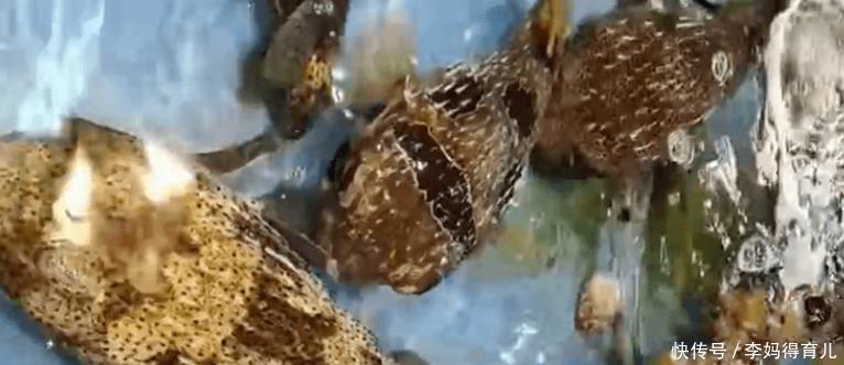 海鲜摊主手指被刺鲍鱼咬断！考虑放弃接断指，多名摊主：从未见过