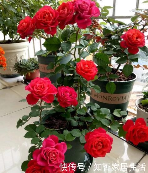 新手养护花卉,就养分分钟爆盆,花团锦簇的花卉,花开花香浓郁!