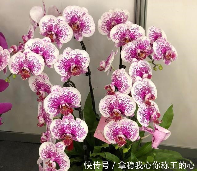 这5种花,叶子不能喷水,一喷就全烂了!这5种花,叶子不能喷水,一喷就全烂了!