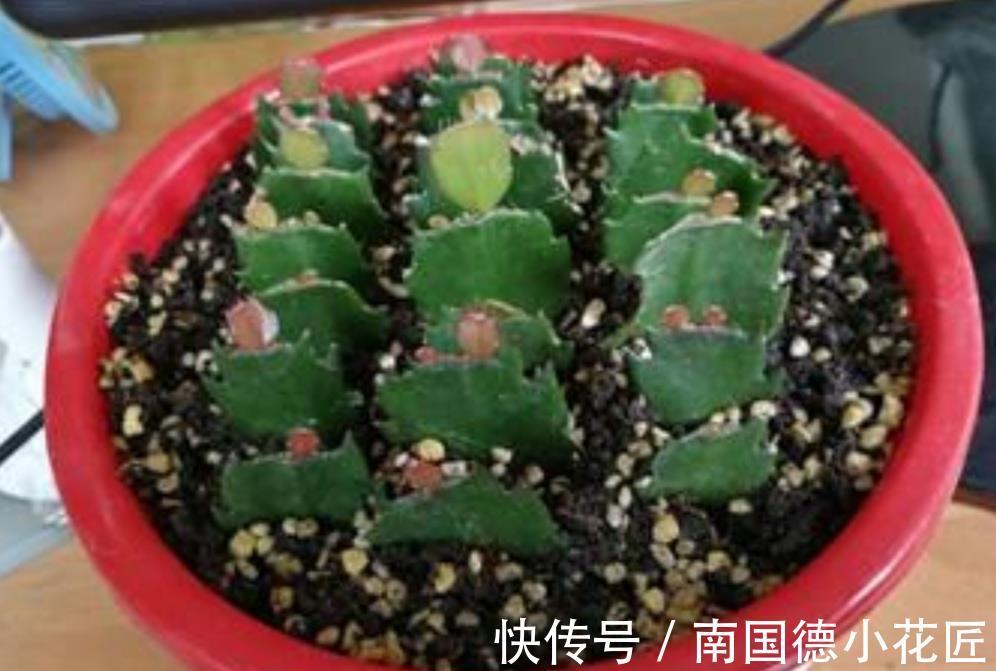 秋天|9月适合扦插繁殖,6种花容易生根,插上就能成活