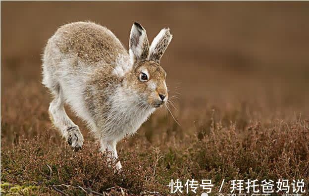 季节|生肖兔：不同的季节不同种命运，看看你是贫穷还是富有