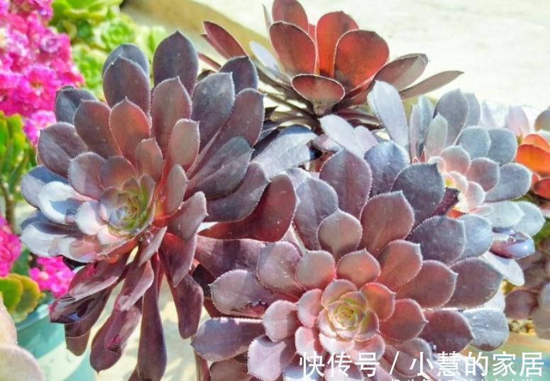 秋天|法师多肉都成功度夏了？来看秋天它们啥时候苏醒，以免阴沟里翻船