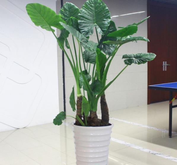 家里养了4种花,旁边的花草很难长好,都来看看你家养过几种?