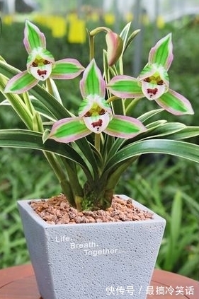 香祖|兰花珍品——矮种帝王妃,花色独特,花香馥郁,适合新手收藏