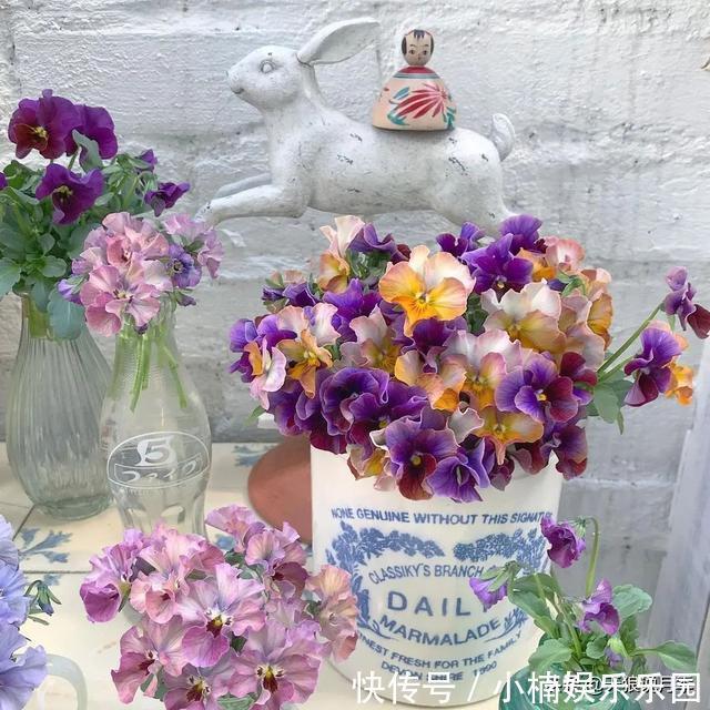 毛地黄|小空间花园打造指南丨四季开花不断，她是怎么做到的？