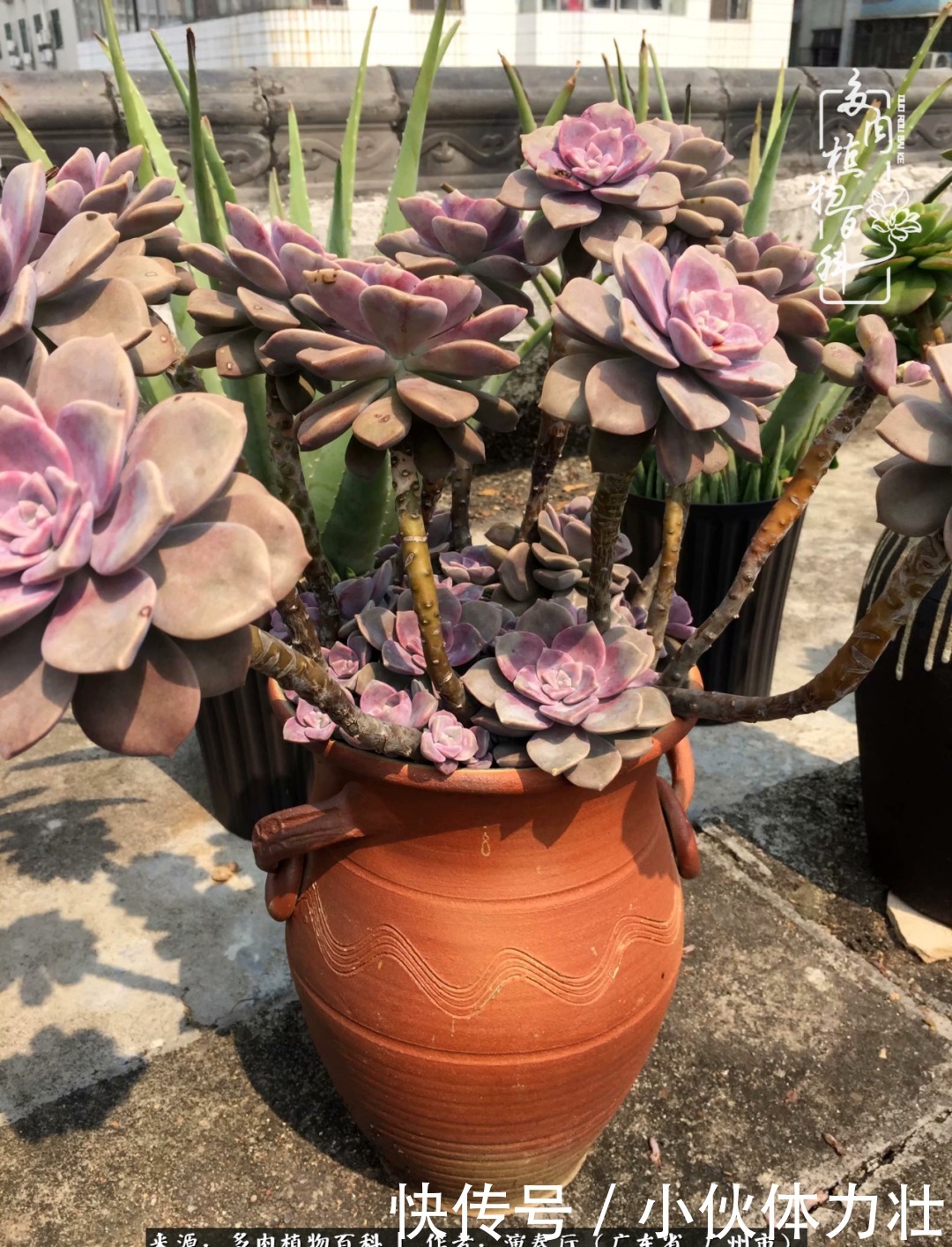 多肉植物|为肉钟情:楼顶上的多肉!