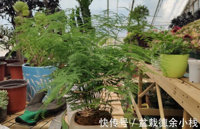 盆栽文竹容易焦叶枯萎,从4点入手,避免就能养“繁茂”