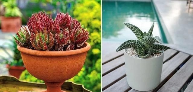 定要少浇水|这5种植物,冬天一定要“断水”,一浇一个死,管住手