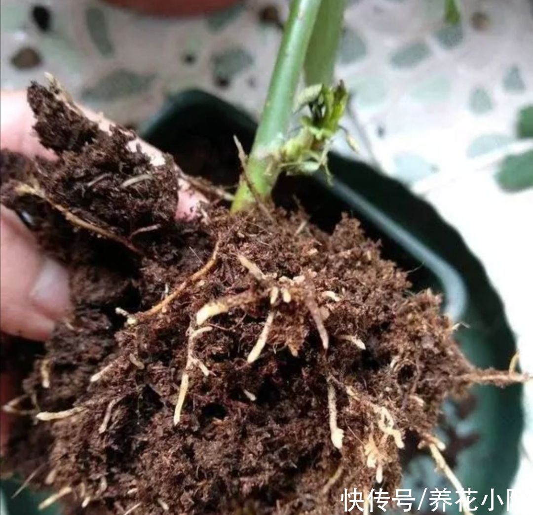 成活率|扦插月季、三角梅，掌握4个“技巧”，20天长满根