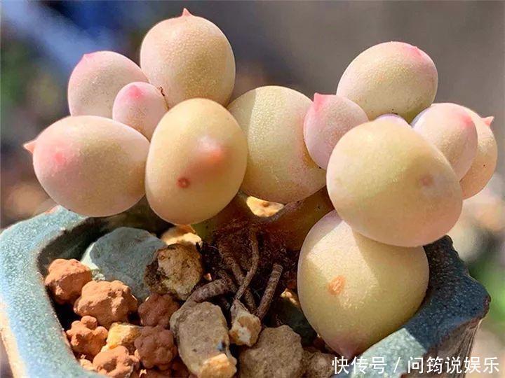 鸾凤玉|今年最火的奇葩多肉,价格这么贵,还有人抢着买!