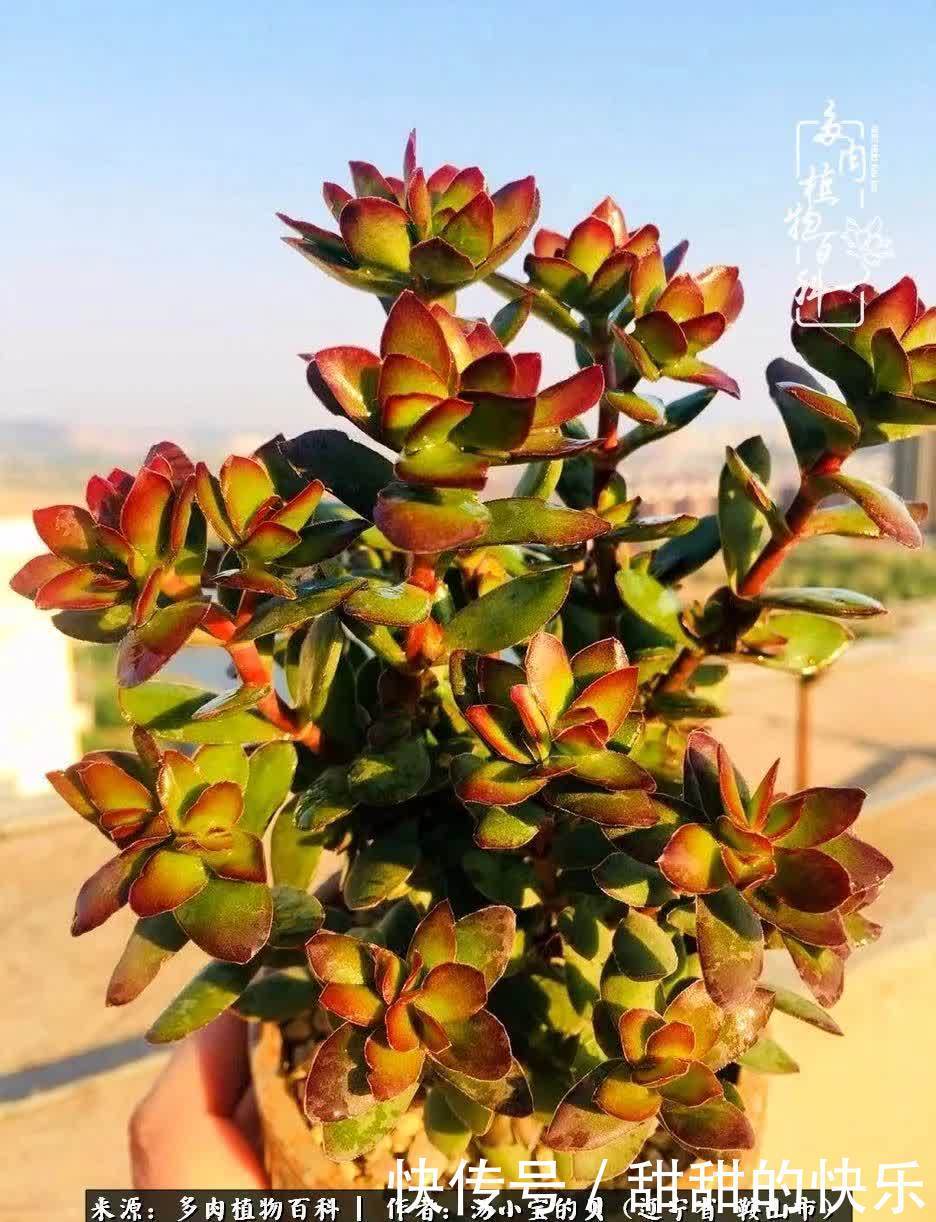 蚧壳虫|远嫁他乡,多肉是我孤寂时最美的陪伴!