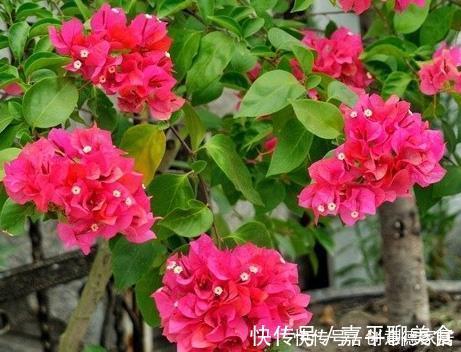 新手养护花卉，就养花开满枝、红彤彤的花卉，比叶子还多！