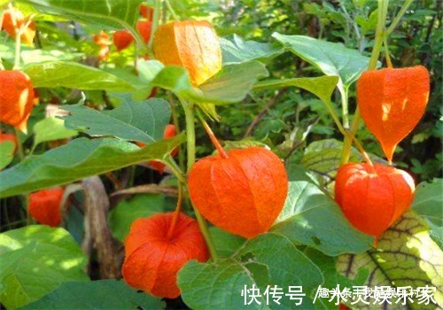 营养物质|女人不想老太早，要多吃4种食物，排出毒素，美白润肤，缓解疲劳