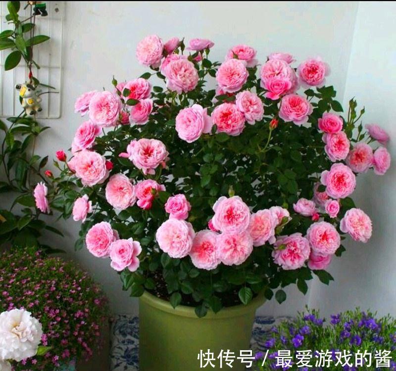 5种漂亮花，冬天爱睡觉，少水缺粮多晒晒才能长得好