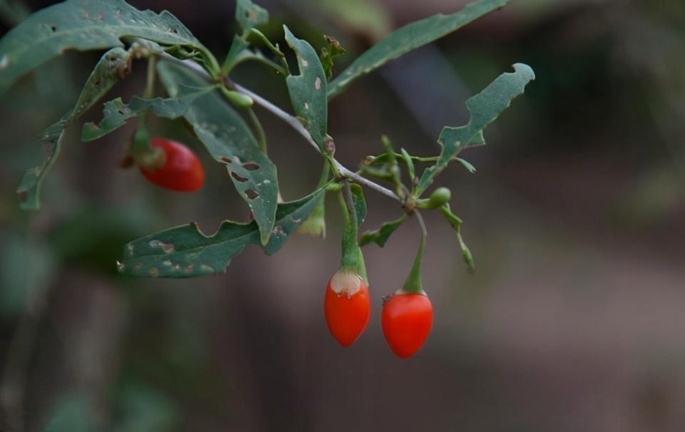 挺而不坚，用三味“补阳”中药，把阳气补回来