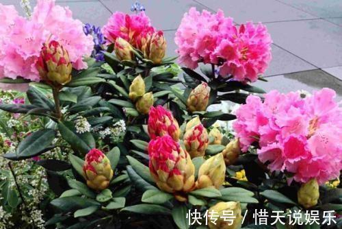 养花不会施肥记住3点就行了，学会了“一生受用”