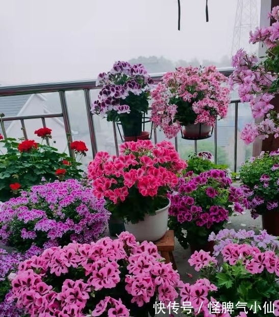 新芽|开花万人迷,做到4点,花儿拥挤刹不住